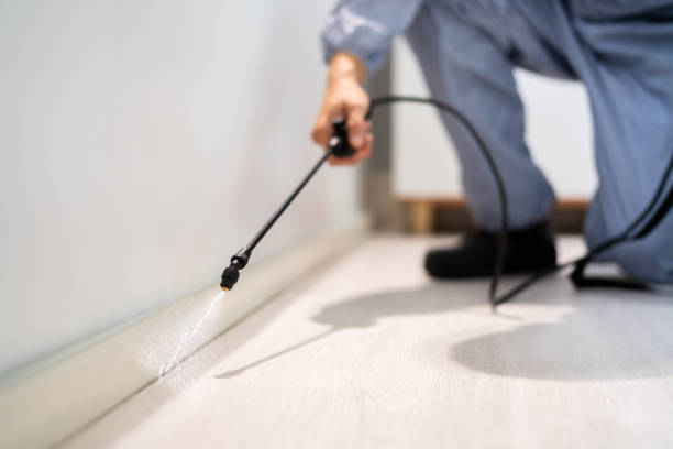 Flea Control Services in Hampton Manor, NY