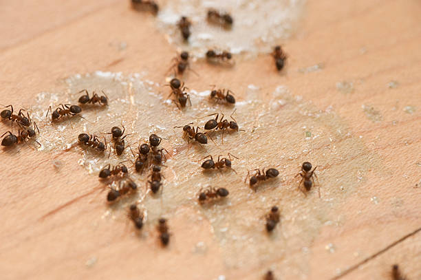 Trusted Hampton Manor, NY Pest Control Experts
